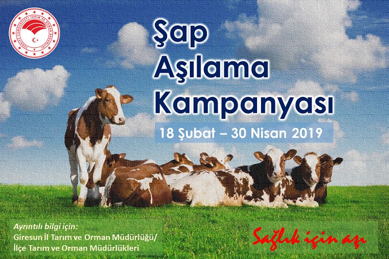 Şap Aşılama Kampanyası Başlıyor