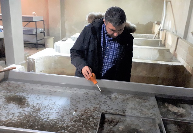 Alabalık Sağımı Devam Ediyor