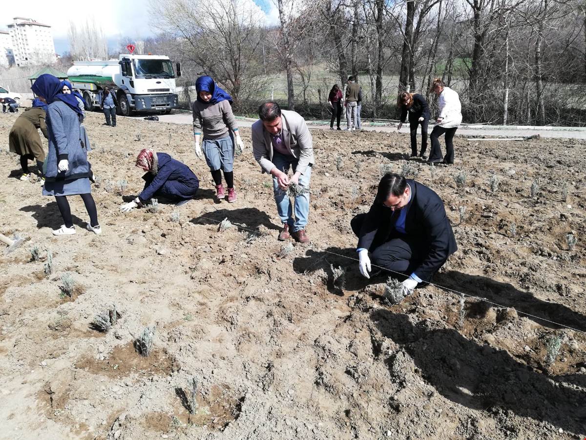 Çamoluk'ta 9.500 Adet Lavanta Fidesi Dikildi