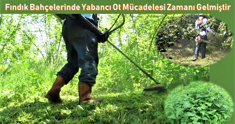Yabancı Ot Mücadelesi Uygulamalarına Dikkat!