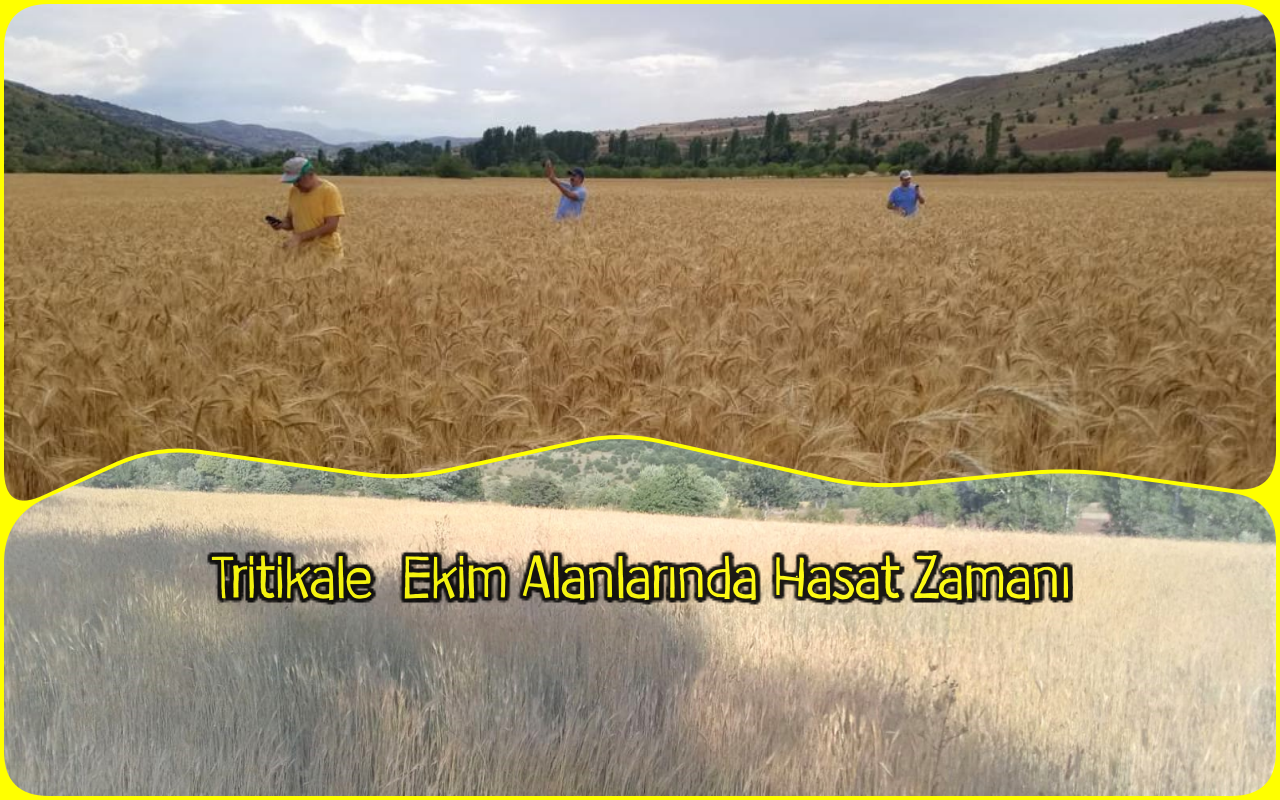 Tritikale  Ekim Alanlarında Hasat Zamanı 
