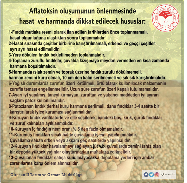 Fındık üreticisine aflatoksin uyarısı! Nelere dikkat edilmeli? 