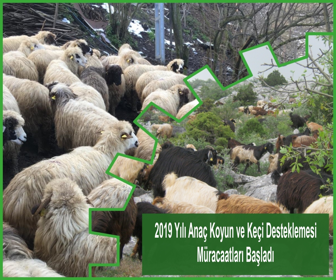 Anaç Koyun ve KeçiDesteklemesi Müracaatları Başladı
