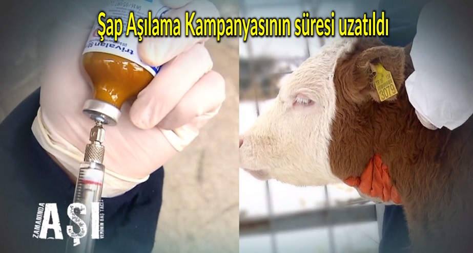 Şap Aşılama Kampanyasının süresi uzatıldı