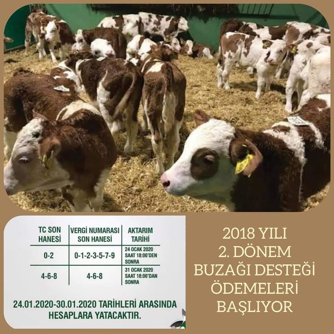 2018 Yılı 2’nci Dönem Buzağı Destekleri Ödeniyor