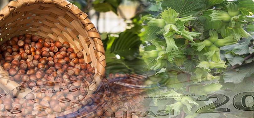Mazot ve Gübre Destekleme Ödemelerine İlişkin İcmaller Askıya Çıkarıldı