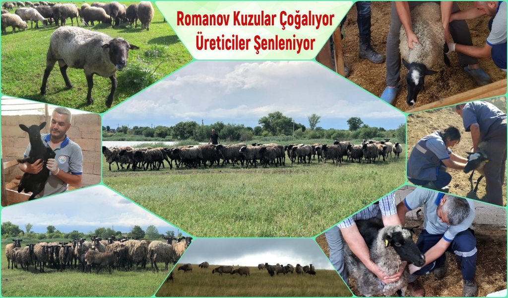 Romanov Kuzular Çoğalıyor, Üreticiler Şenleniyor