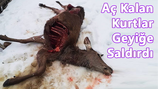 Aç Kalan Kurtlar Geyiği Parçaladı