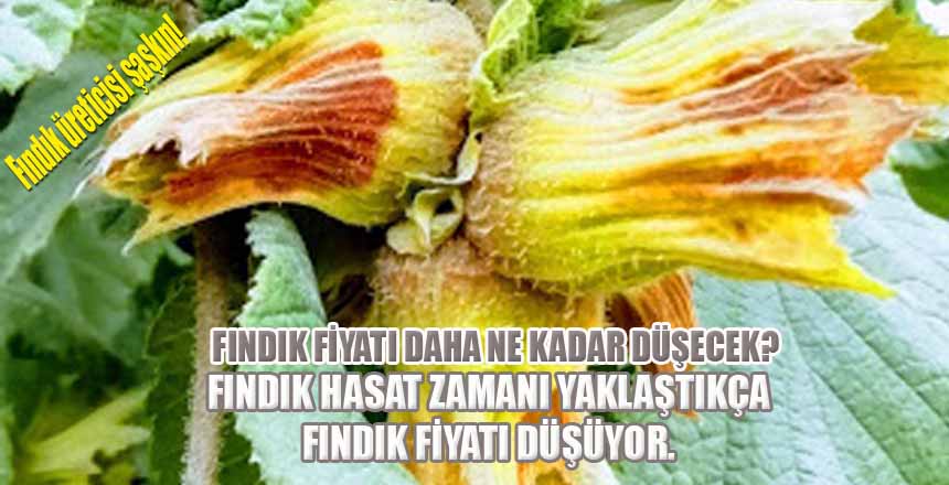 Fındık Fiyatı Düşüşe Geçti