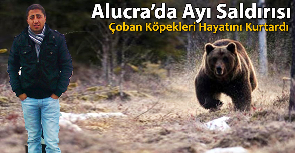 Alucra'da Ayı Saldırdı, Köpekleri Hayatını Kurtardı
