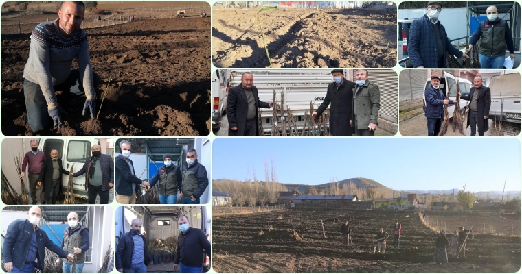 Giresun’da Çiftçilere Sertifikalı Meyve Fidanı Dağıtıldı