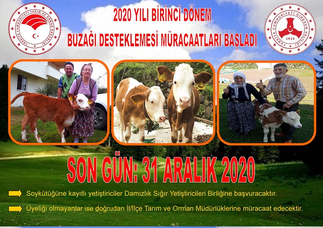 BUZAĞI DESTEKLEMESİ 1’İNCİ DÖNEM MÜRACAATLARI BAŞLADI