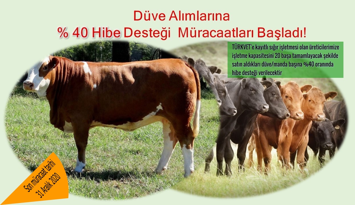 Düve  Alımlarına %40 Hibe Desteği Müracaatları Başladı 