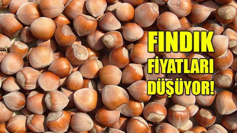 Fındık Fiyatları Düşüyor! 