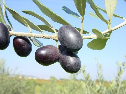 Zeytin Fidanı Fiyatları ve Çeşitleri Rüzgar Botanik’de!