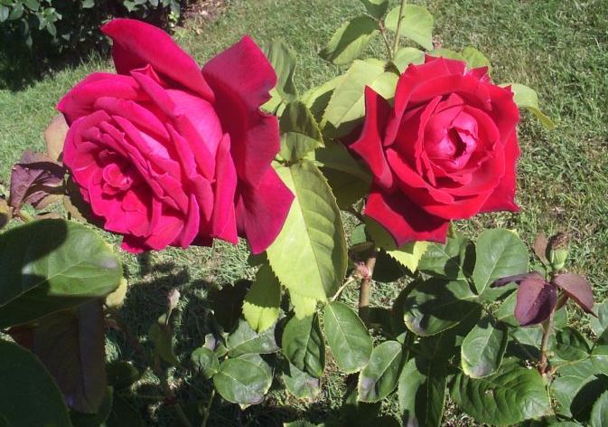 21 MART 2021 NEVRUZ ile GÖNÜL SEFERBERLİĞİ