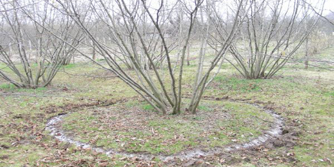  Azotlu Gübre Uygulamasında Dikkat Edilecek Hususlar