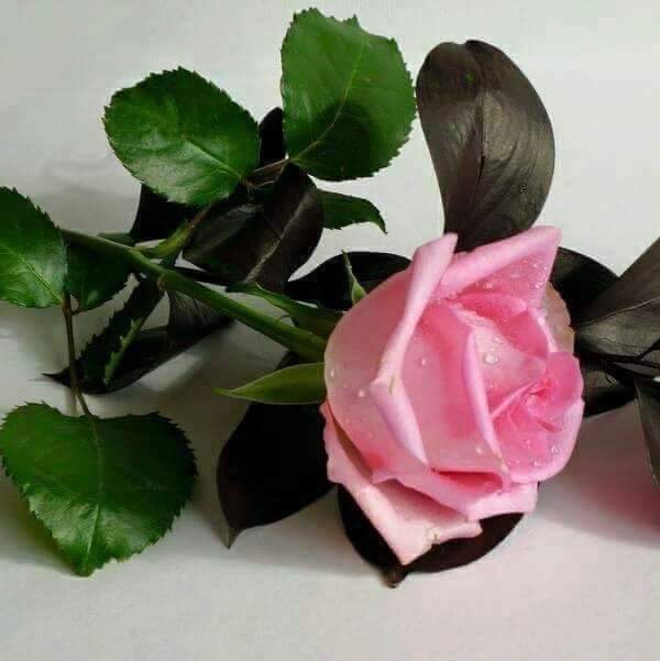 İCLALİ  Şiirinde YAR OLSAN YETER