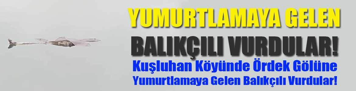 Yumurtlamaya Gelen Balıkçılı Vurdular!