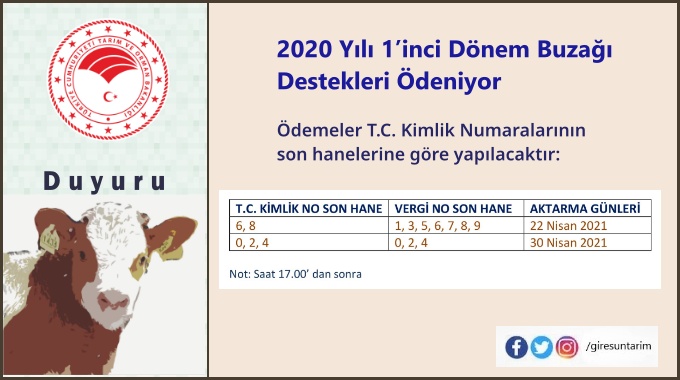 2020 Yılı 1’inci Dönem Buzağı Destekleri Ödeniyor