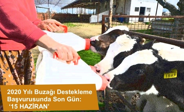 2020 Yılı Buzağı Destekleme Başvurusunda Son Gün: ‘15 HAZİRAN’
