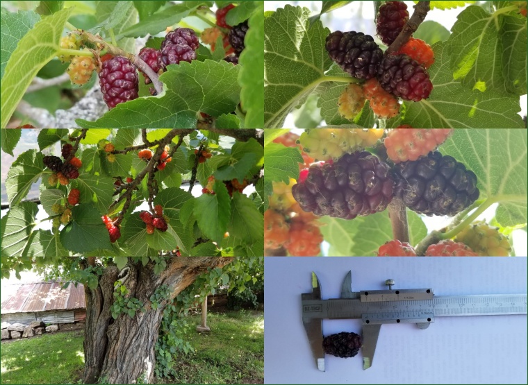 Şebinkarahisar Karadutu Coğrafi İşaret Tescili Aldı
