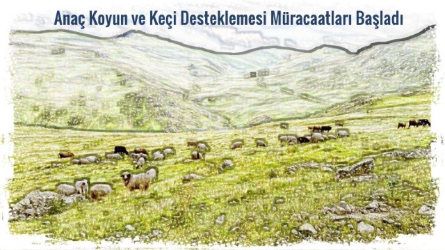 Anaç Koyun ve Keçi Desteklemesi Müracaatları Başladı