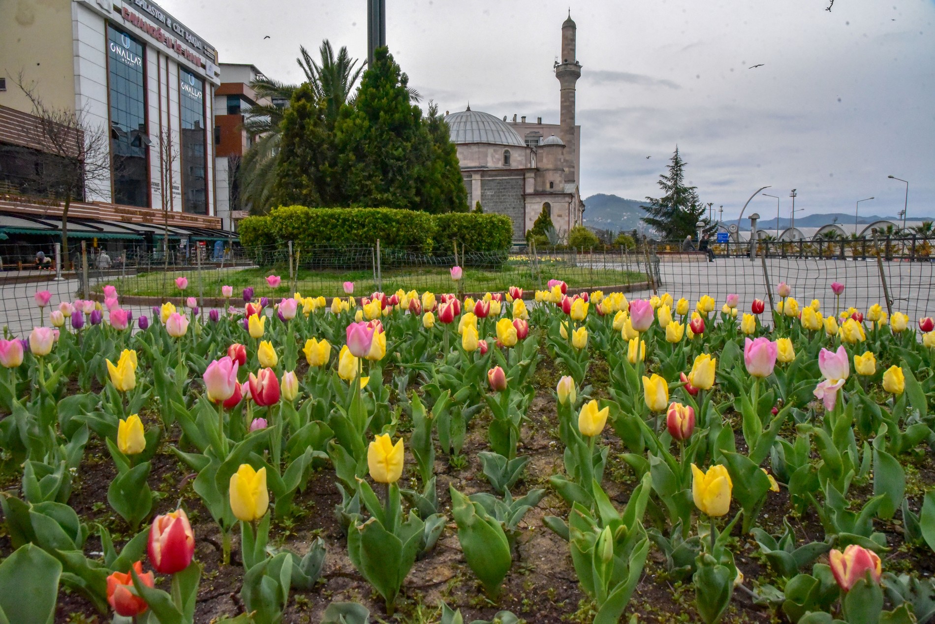 GİRESUN BAHARI RENGARENK LALELER İLE KARŞILADI