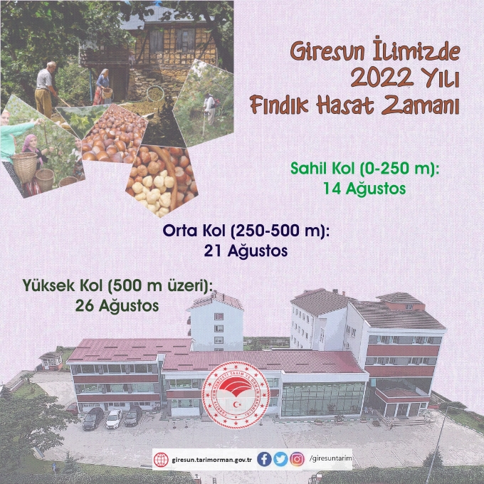 GİRESUN İLİMİZDE FINDIK HASAT ZAMANI