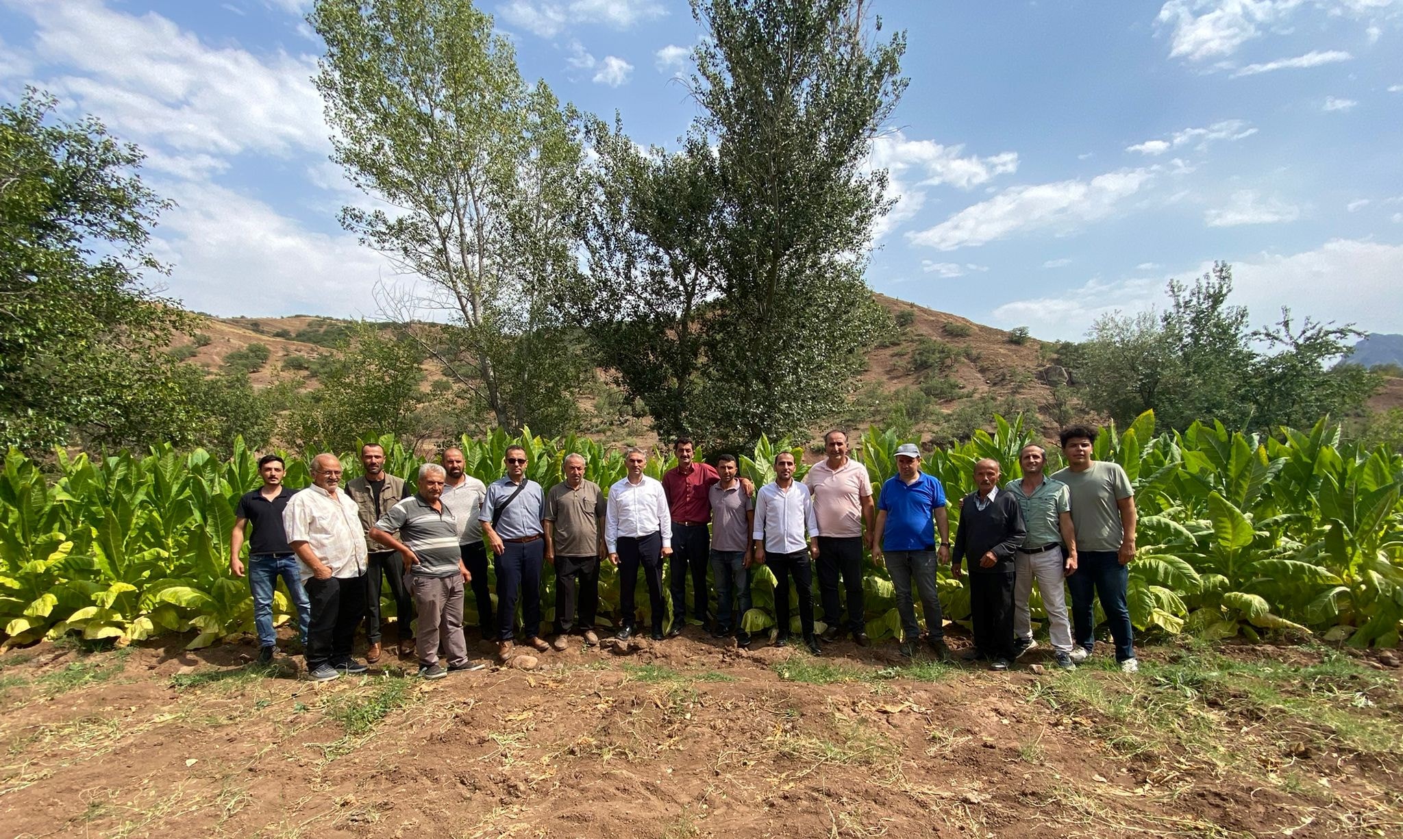Şebinkarahisar’da Burley Tütünü İlk Hasadı Yapıldı