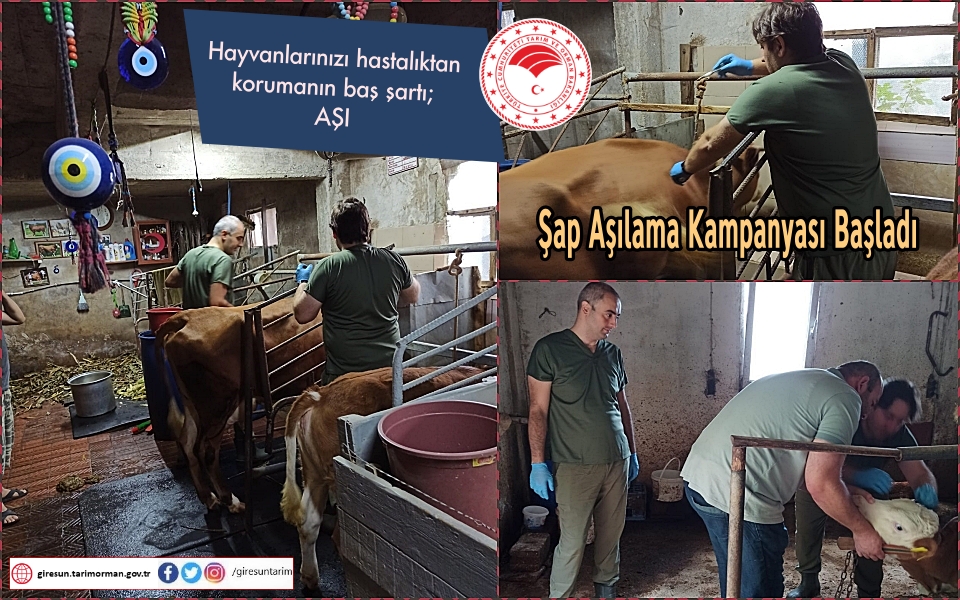 Şap Aşılama Kampanyası Başladı