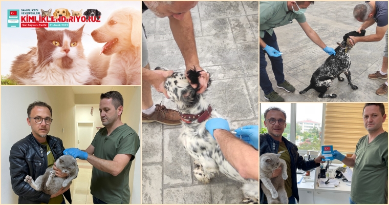 Sahipli Kedi ve Köpekler Kimliklendiriliyor