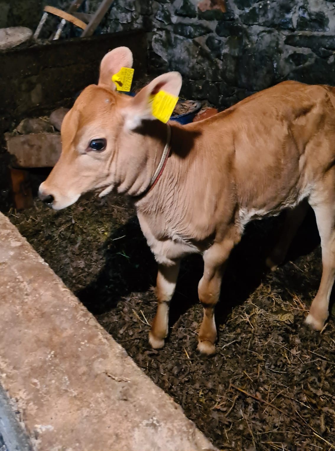 BUZAĞI DESTEKLEMESİ 1’İNCİ DÖNEM MÜRACAATLARI BAŞLADI