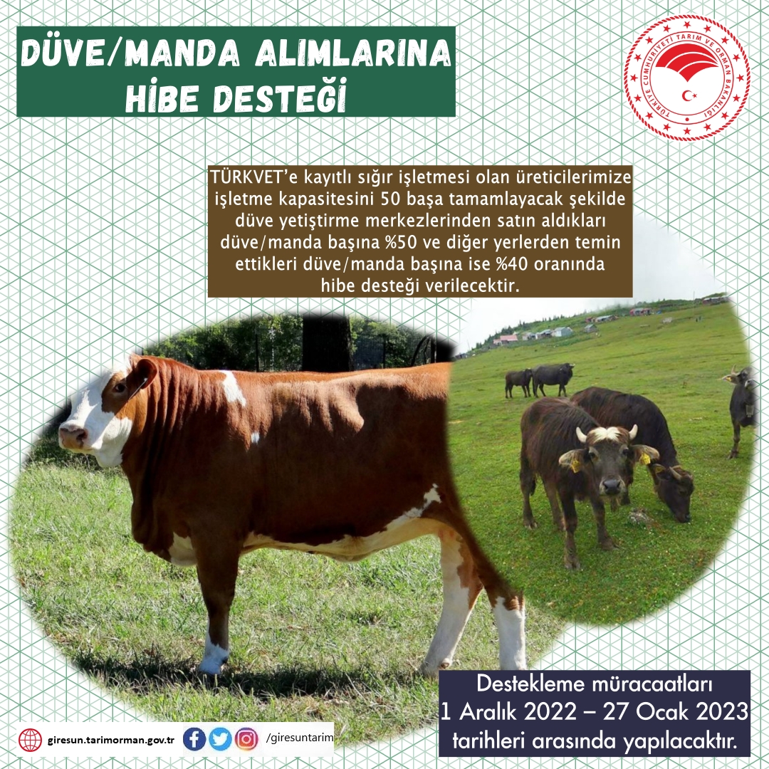 Düve ve Manda Alımlarına Hibe Desteği