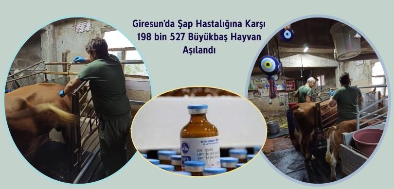 Giresun’da Şap Hastalığına Karşı 198 bin 527 Büyükbaş Hayvan Aşılandı