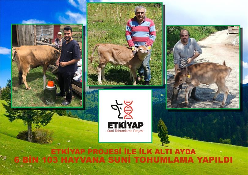 ETKİYAP Projesiyle İlk Altı Ayda 6 bin 103 Hayvana Suni Tohumlama Yapıldı