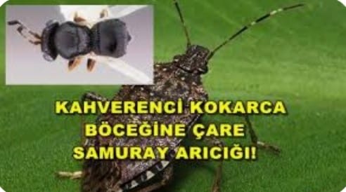 kahverengi kokarcayla biyolojik mücadele laboratuvarı kuruluyor