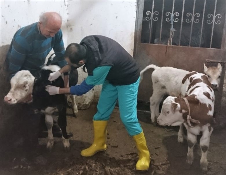 Buzağı Desteklemesi 1’inci Dönem Müracaatları Başladı
