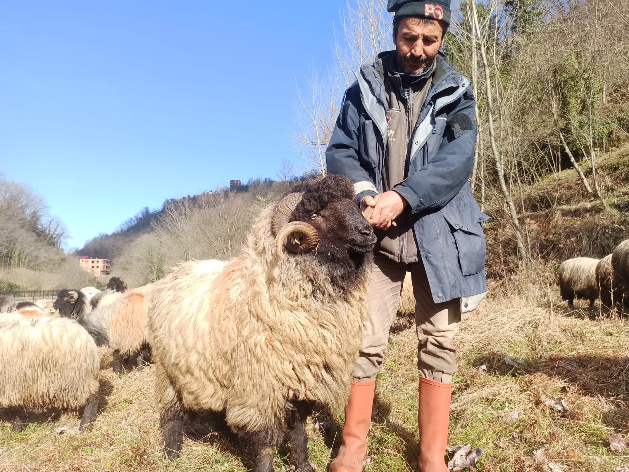 Giresun’da Çepni Koyunu Koruma Altına Alındı
