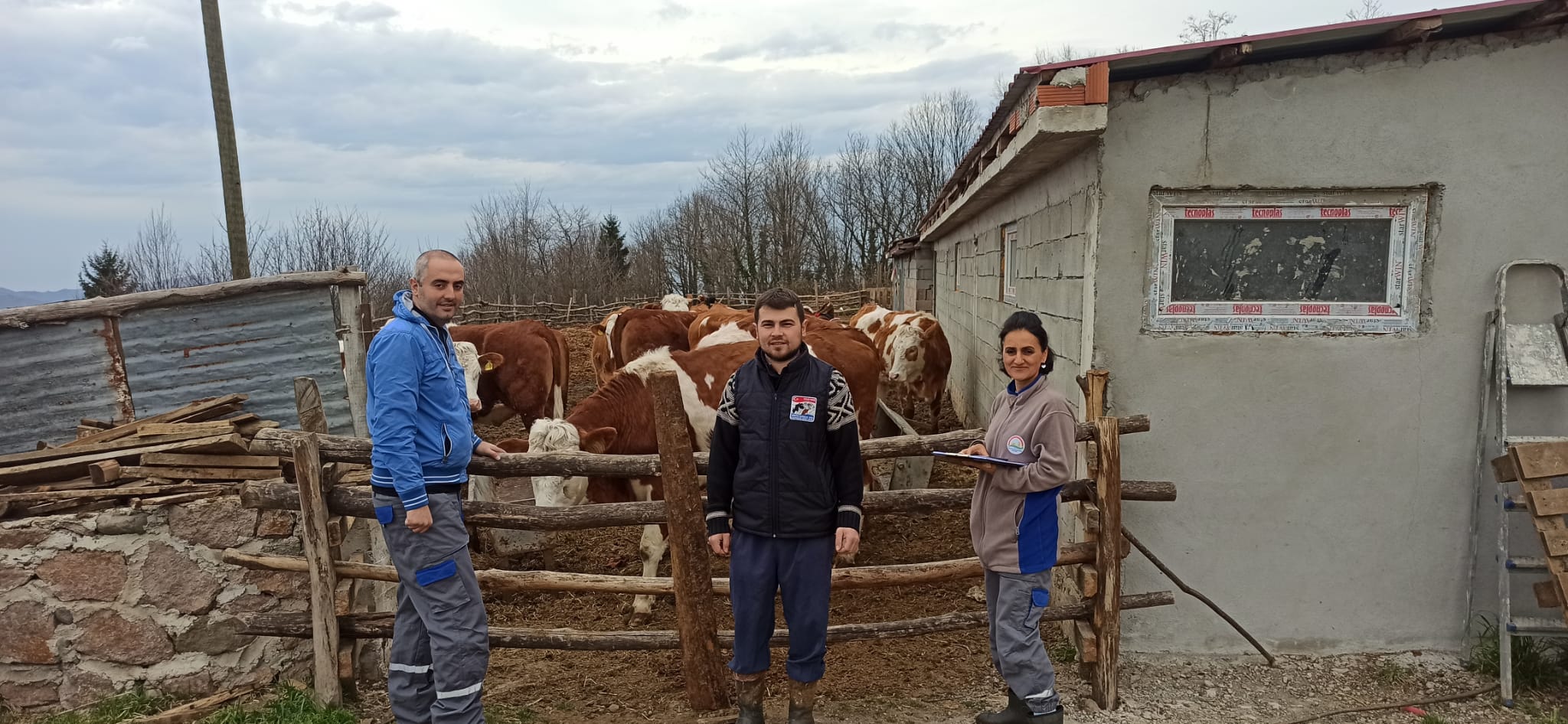 Giresun’da Düve Destek Başvurusu Onaylanan Yetiştiriciler Düvelerini Almaya Başladı 