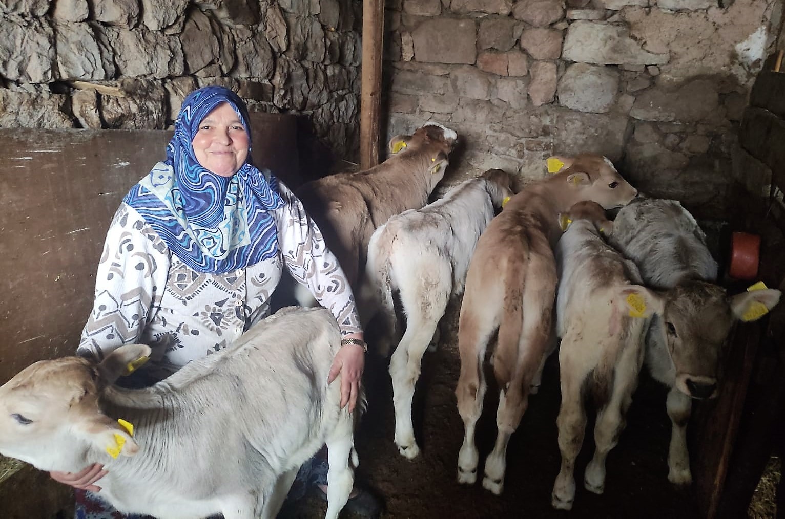 2023 YILI 2’NCİ DÖNEM BUZAĞI DESTEKLEMESİ MÜRACAATLARI BAŞLADI