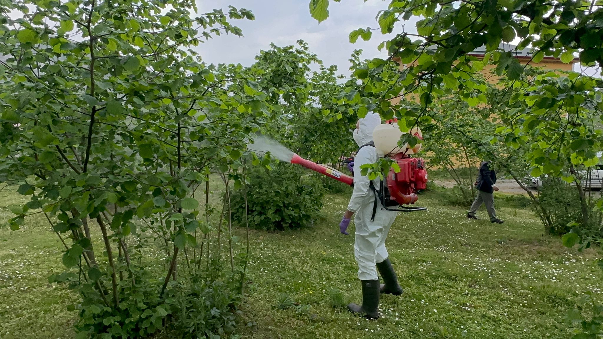 Kokarca Zararlısıyla Mücadele Çalışmalarına Devam Ediliyor