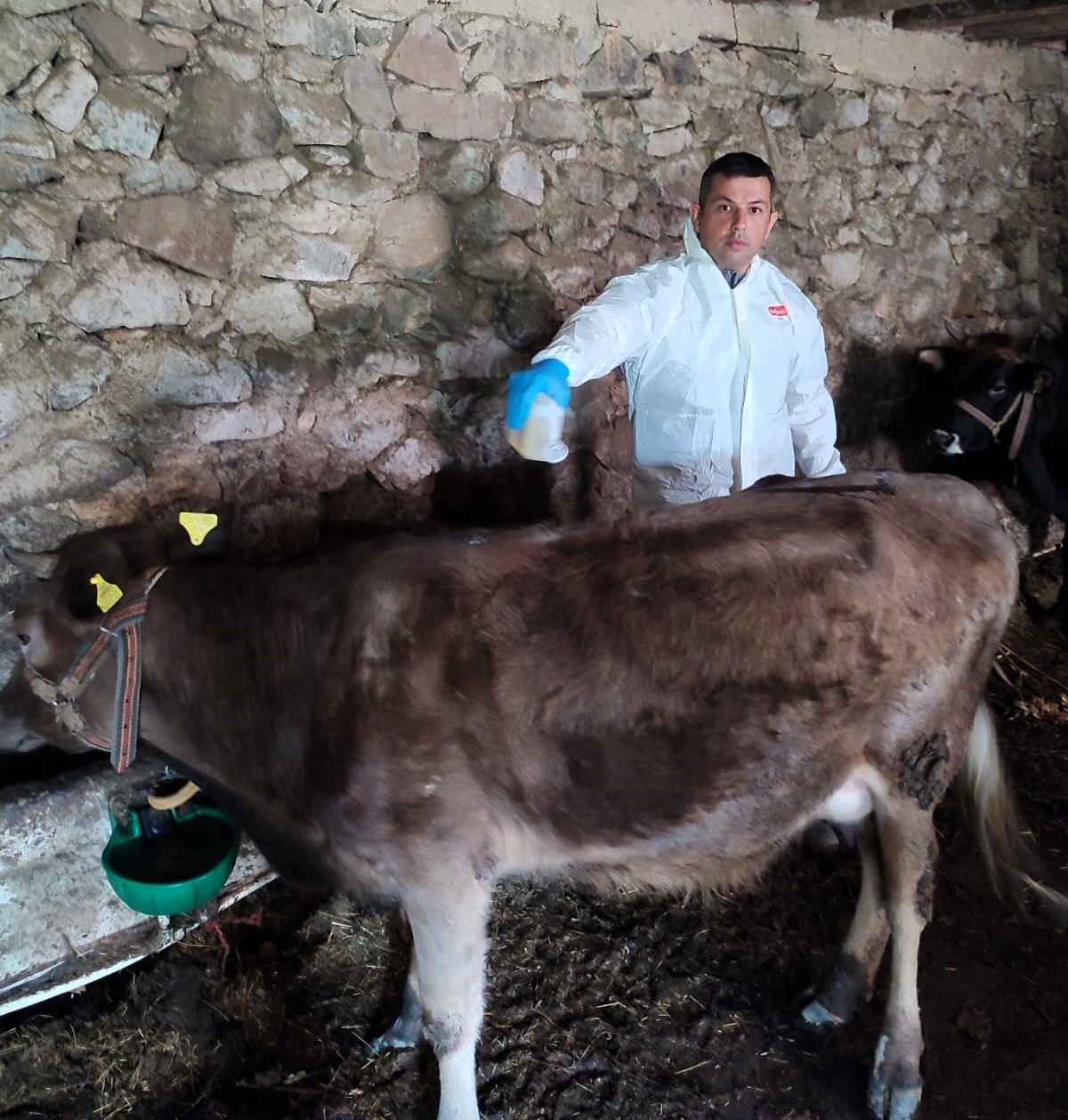 Keneye Karşı 33 Bin 314 Büyükbaş Hayvan İlaçlandı