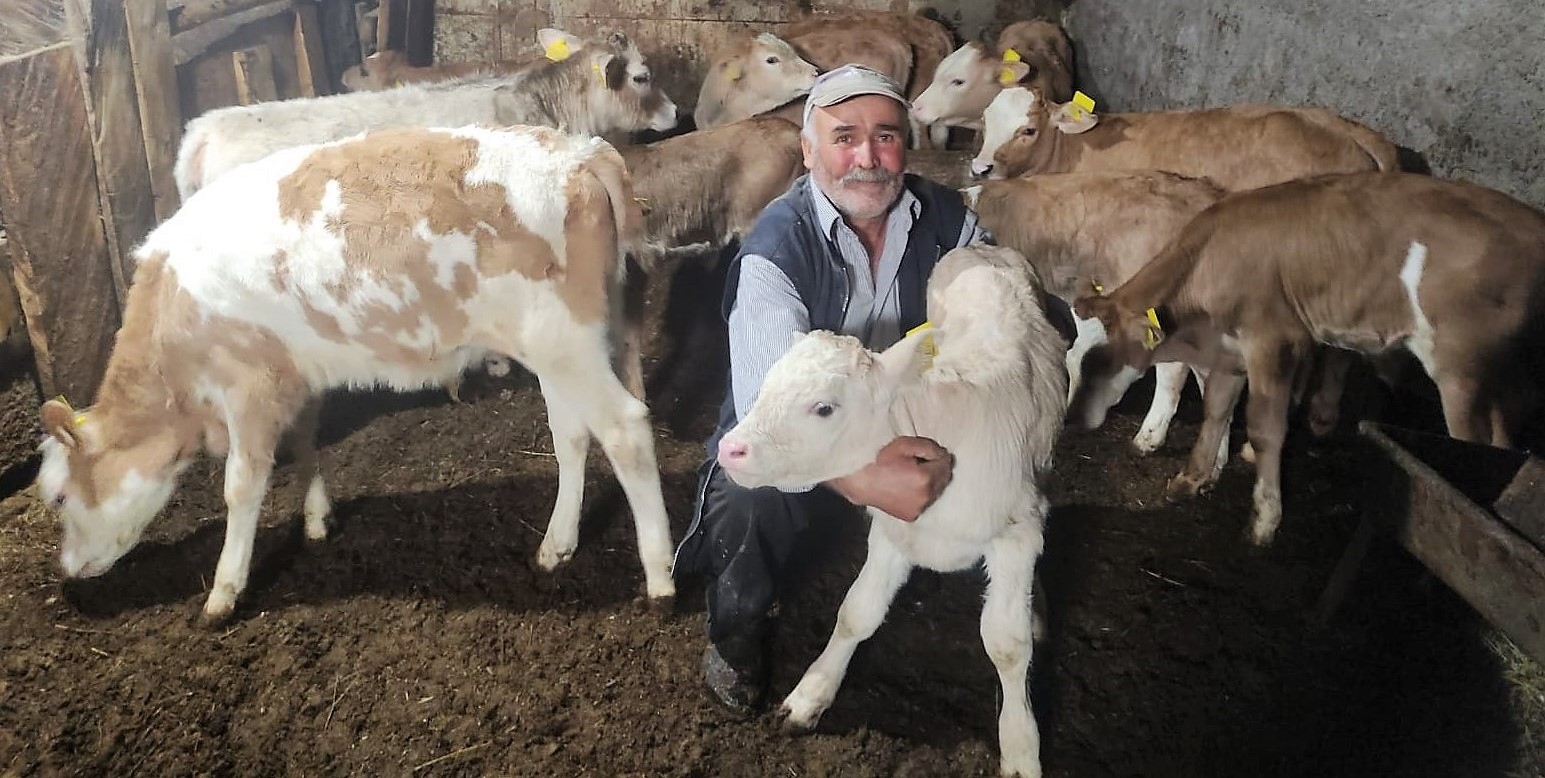 2023 Yılı 2'nci Dönem Buzağı Desteği Ödeniyor