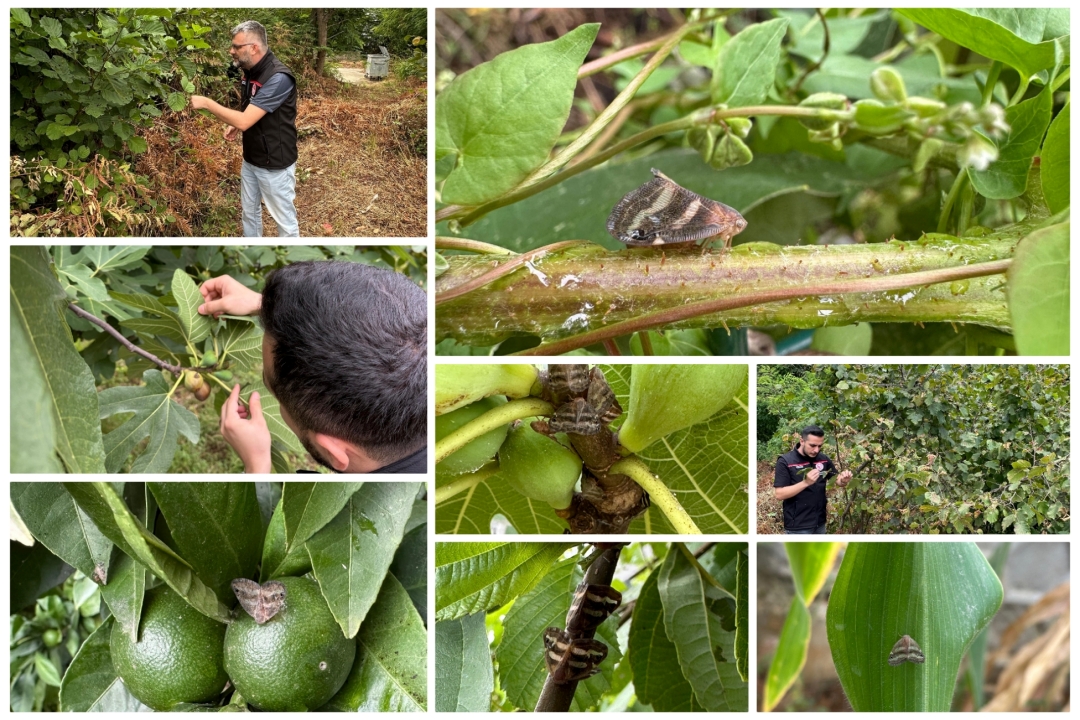 Yalancı Kelebeğe (Ricania japonica) Karşı Mücadele