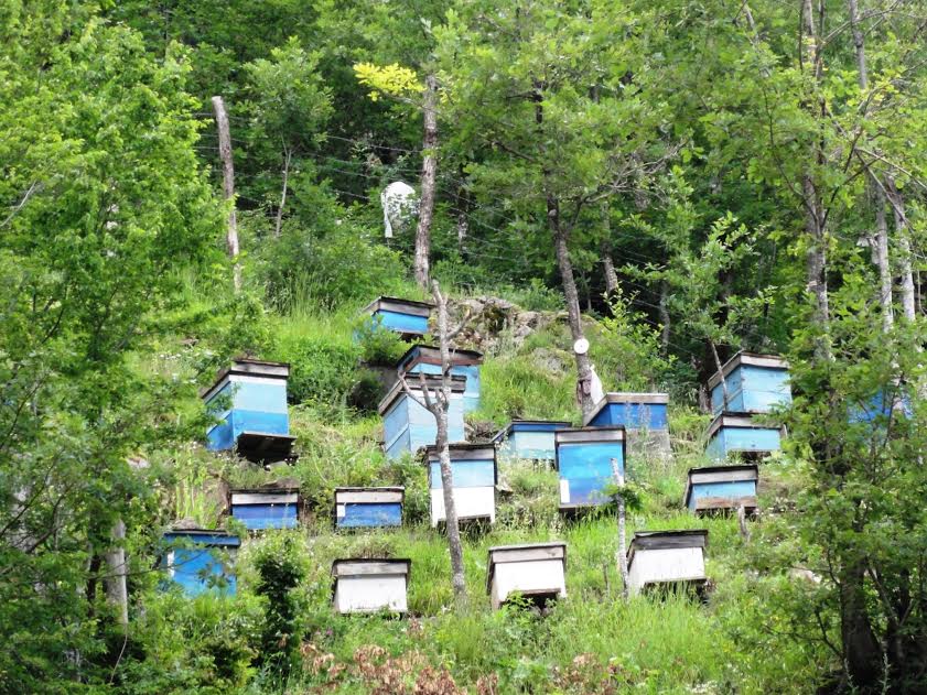 Ordu Ve Giresun’da İki Yeni Bal Ormanı Tesis