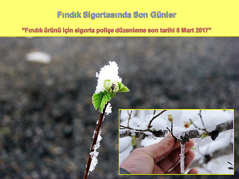 Fındık Sigortasında Son