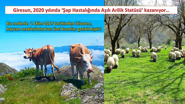 İlimiz 2020 yılında ‘Şap Hastalığında Aşılı Arilik Statüsü’