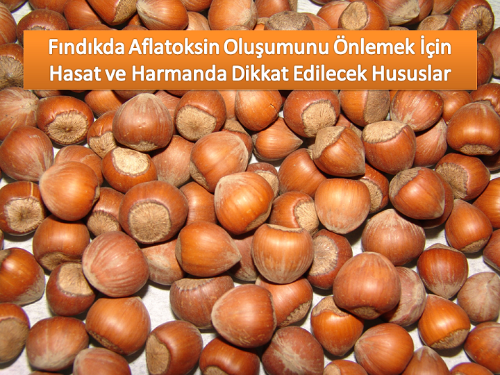 Hasat ve HarmandaDikkat Edilecek