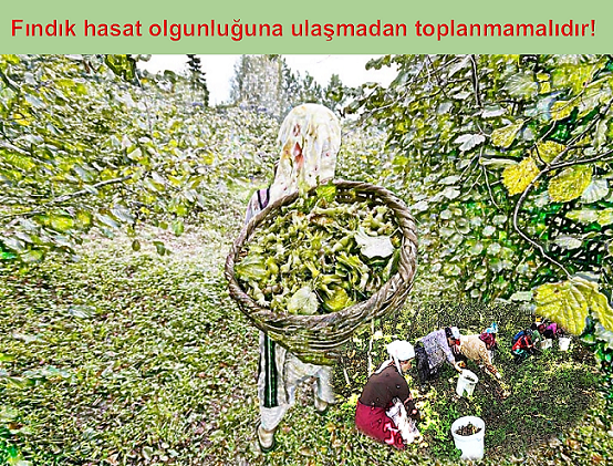 Fındık hasat olgunluğuna ulaşmadan